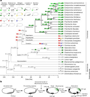 Des bact&eacute;ries et des fourmis | EntomoScience | Scoop.it