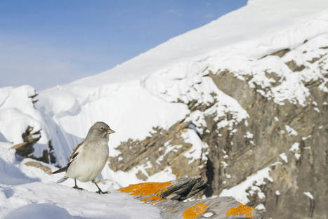 Évolutions climatiques défavorables pour la niverolle alpine en Suisse | Biodiversité | Scoop.it