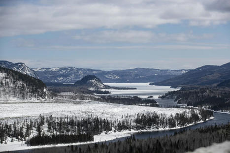 Caribou forestier de la Côte-Nord | Québec envisage des coupes dans des secteurs protégés | Ils parlent de nous ! | Scoop.it