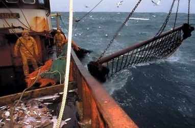 The Sea and Me: Green your life | OUR OCEANS NEED US | Scoop.it