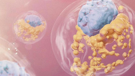 Embryons de synthèse : nos faux jumeaux | Bioéthique & Procréation | Scoop.it