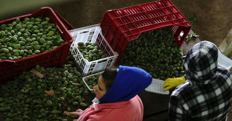 LEBANON seeks alternative wheat sources, bans some food exports amid war in Ukraine | MED-Amin network | Scoop.it