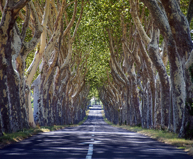 Cazeneuve le grand bucheron ? - Les t&ecirc;tards arboricoles | Plan&egrave;te, Nature et Biodiversit&eacute; | Scoop.it