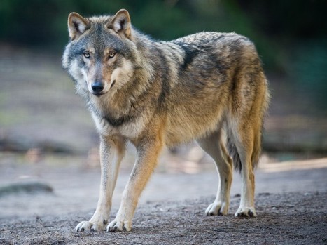 Dix v&eacute;rit&eacute;s et contre-v&eacute;rit&eacute;s sur le loup | Pastoralisme Ours Loups Lynx | Scoop.it