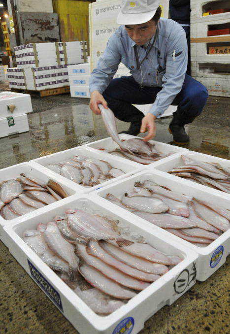 Seafood from Iwaki makes return to Tsukiji | The Asian Food Gazette. | Scoop.it