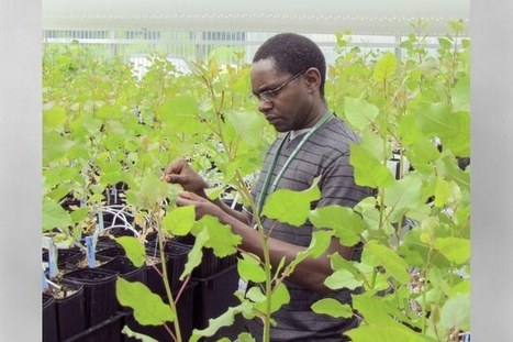 Greenwood Resources Licenses ORNL Technology for Biofuel Production | Timberland Investment | Scoop.it