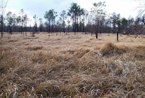 International Scientific Team Criticizes Adoption Of 'Novel Ecosystems' | Coastal Restoration | Scoop.it