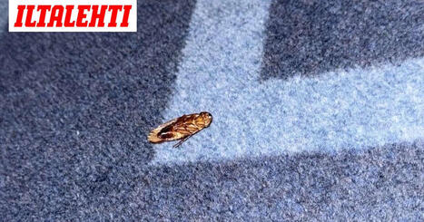 Kuisma astui ruotsinlaivan hyttiin ja lattialla odotti karsea n&auml;ky &ndash; &rdquo;J&auml;i paha maku&rdquo; | A1Uutiset | Scoop.it