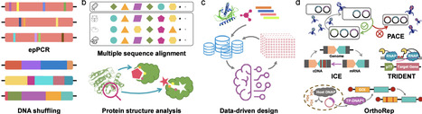 Combing Directed Enzyme Evolution with Metabolic Engineering to Develop Efficient Microbial Cell Factories | acs | RMH | Scoop.it