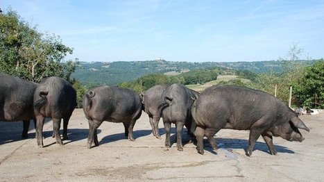 Le porc noir de Bigorre, Appellation d'origine protégée | Vallées d'Aure & Louron - Pyrénées | Scoop.it