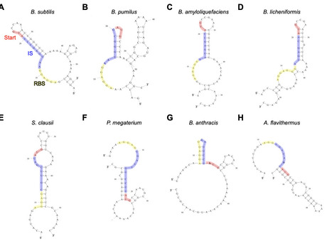16S ribosomal RNA modification drives transcript-specific translation efficiency | brvm | RMH | Scoop.it