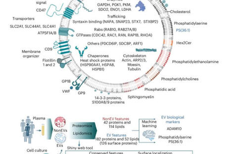 Mapping the molecular blueprint of blood&rsquo;s secret messengers | from Flow Cytometry to Cytomics | Scoop.it
