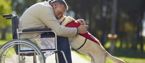 Le chien d'assistance, pour quels handicaps ? | Caf.fr | Protection sociale | Scoop.it