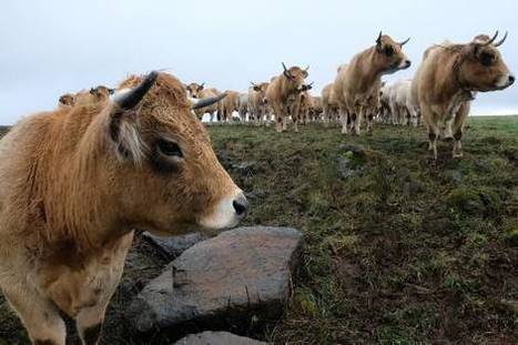 Des éleveurs de l'Allier, du Puy-de-Dôme et du Cantal victimes d'un réseau de trafic d'animaux vers la Belgique | Actualité Bétail | Scoop.it