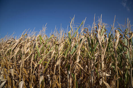 Drought cost Vermont farmers $15.9M - VtDigger.org | Operation Deimos | Scoop.it