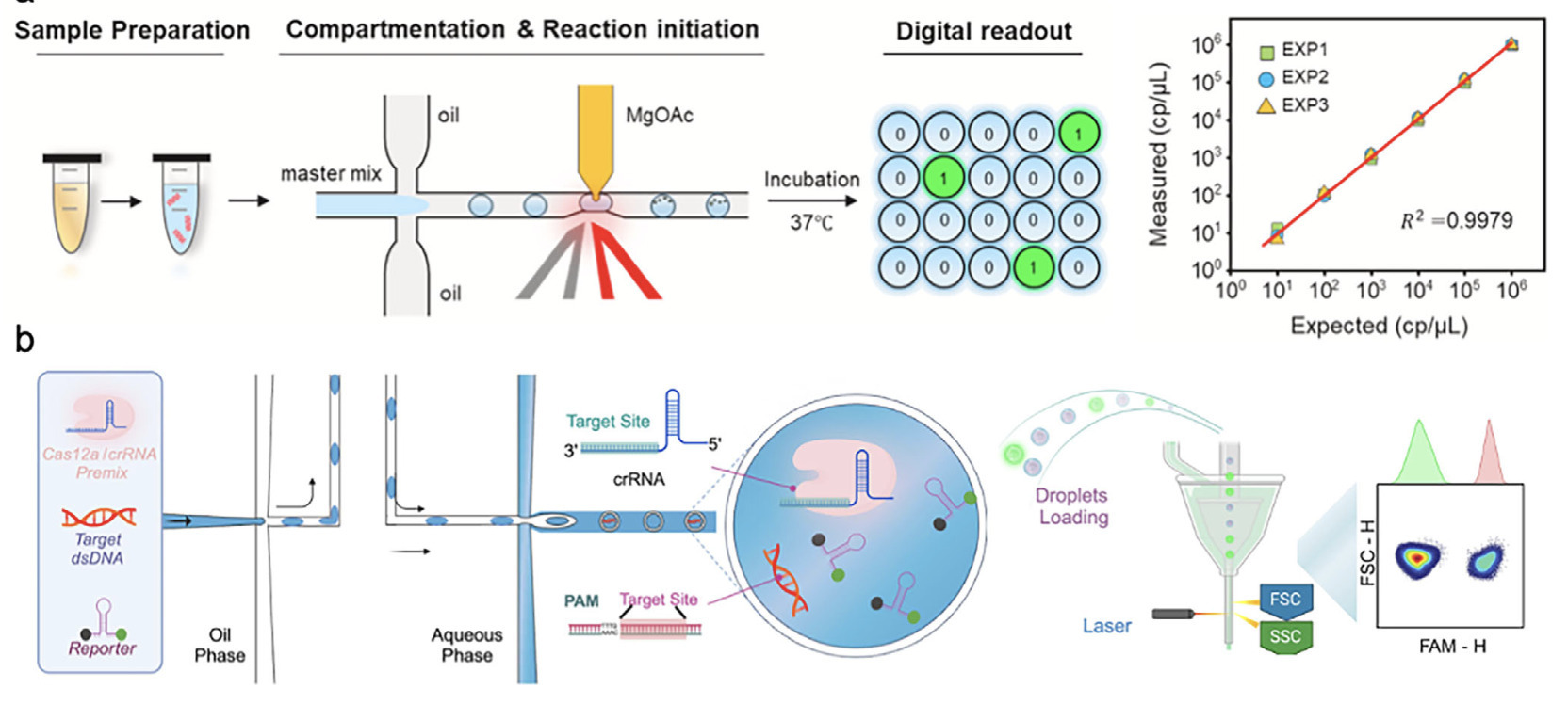 Droplet Digital CRISPR for Nucleic Acid Detecti...