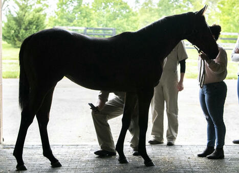 NYRA Lifts Precautionary Quarantine Of Barns 60 And 63 At Saratoga | Racing Regulatory Issues | Scoop.it