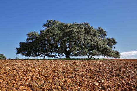 Árvore do Ano 2019 Portugal- Azinheira Secular do Monte Barbeiro | DE TUDO UM POUCO | Scoop.it