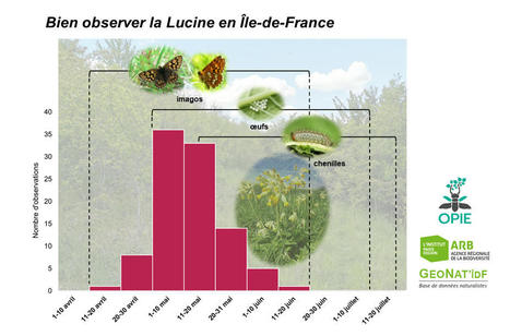 Enquête naturaliste : "J'hallucine : une Lucine !" | GeoNat'îdF | Variétés entomologiques | Scoop.it