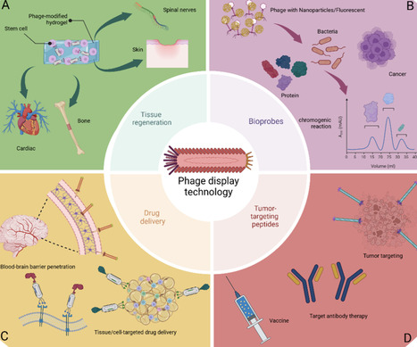 Empowering Healthcare with Phage Display Technology | acs | RMH | Scoop.it
