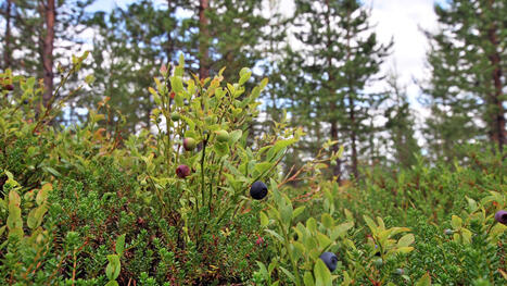 Luonnonmarjojen myynti kasvoi kahden vuoden notkahduksen j&auml;lkeen &ndash; luomusato laahaa t&auml;st&auml; syyst&auml; - Mets&auml; | 1Uutiset - Lukemisen t&auml;hden | Scoop.it