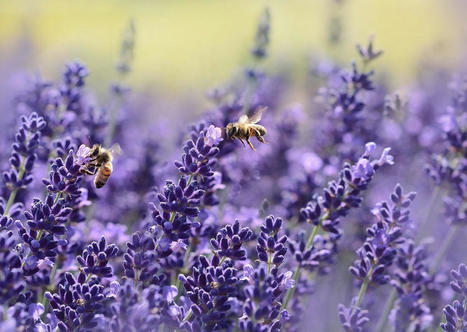 L'intelligence collective des abeilles - Denis Cristol - 08 décembre 2019 | Devops for Growth | Scoop.it