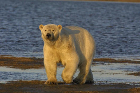 Les ours polaires aussi touchés par la grippe aviaire | Toxique, soyons vigilant ! | Scoop.it