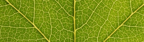 Solutions fondées sur la Nature pour les sociétés et la biodiversité : Dossier complet - Techniques de l’Ingénieur | Biodiversité | Scoop.it