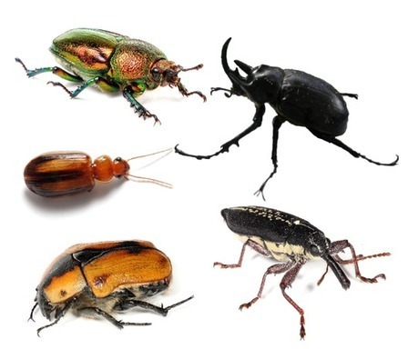 Signification Des Symboles Le Scarabee