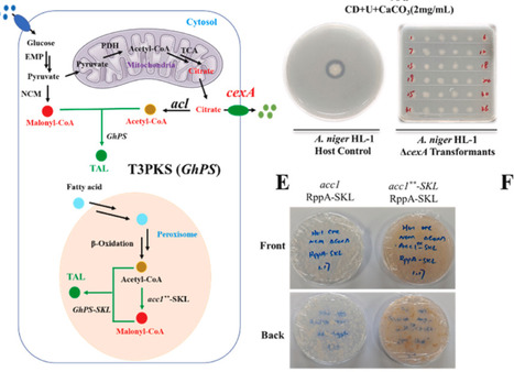 Engineering a versatile Aspergillus niger platform for efficient and scalable biosynthesis of polyketides | meg | RMH | Scoop.it