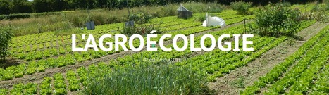 [LIVE du CTIFL] 23 mars &agrave; 10h > ne manquez pas le webinaire "Producteurs : &ecirc;tes-vous pr&ecirc;ts pour l&rsquo;agro&eacute;cologie ? " | TRANSITION AGROECOLOGIQUE : PRATIQUES ET POLITIQUES AGRICOLES | Scoop.it
