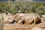 Afrique du Sud: on massacre de plus en plus les rhinocéros - RTBF Monde | Actualités Afrique | Scoop.it