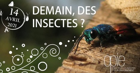 EntomoCalendrier avril 2021 | Variétés entomologiques | Scoop.it