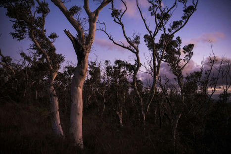 La lente guérison après l’« été noir » des incendies australiens de 2019-2020 | Insect Archive | Scoop.it