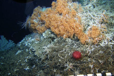 No protection from bottom trawling for seamount chain in northern Pacific | Soggy Science | Scoop.it