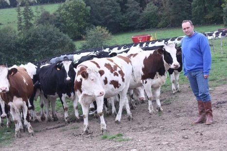Pour passer au bio, l'agriculteur crée une "nouvelle race" de vache laitière | Lait de Normandie... et d'ailleurs | Scoop.it