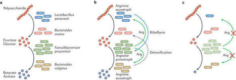 The social network of microorganisms &mdash; how auxotrophies shape complex communities | RMH | Scoop.it