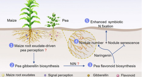 Gibberellin-flavonoid crosstalk intensifies symbiotic nitrogen fixation in pea during maize&ndash;pea interspecific root interactions | nphy | RMH | Scoop.it