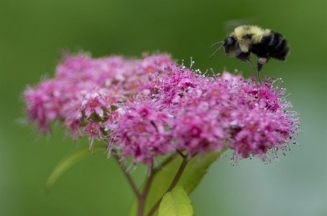 Des pesticides dangereux pour les abeilles interdits &agrave; Montr&eacute;al | EntomoNews | Scoop.it
