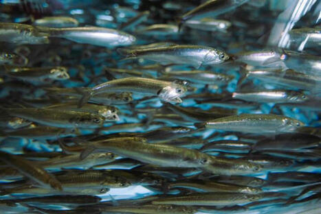 Saumon, hareng, cabillaud... les poissons contamin&eacute;s par des PFAS | Toxique, soyons vigilant ! | Scoop.it