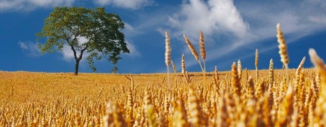 Avec Farmers Business Network, Google investit dans l'agriculture connect&eacute;e | INNOVATIONS | Scoop.it