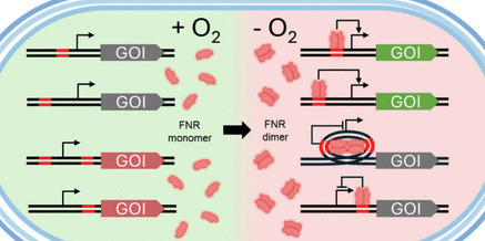 Novel FNR-Dependent Oxygen-Responsive Promoters in Escherichia coli: Design, Characterization, and Metabolic Engineering Applications | asb | RMH | Scoop.it