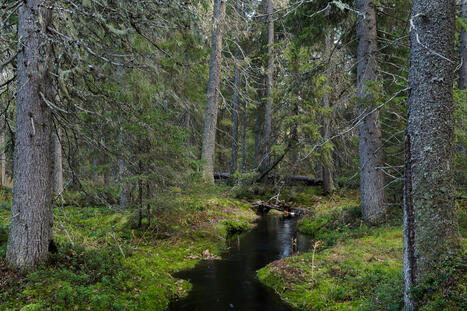 Ohje metsäluonnolle: pysy pienenä ja taloudellisesti vähäpätöisenä     | 1Uutiset - Lukemisen tähden | Scoop.it