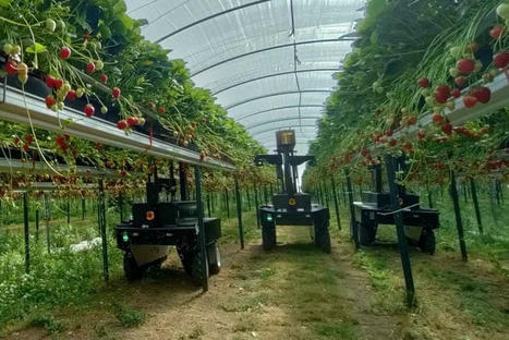 Tortuga AgTech wins Ag Robot of the Year 2024 award, Digital Workbench public favourite - Future farming | Pour innover en agriculture | Scoop.it