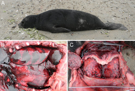 Pathology of Influenza A (H5N1) Infection in Pinnipeds Reveals Novel Tissue Tropism and Vertical Transmission - bioRxiv | Virus World | Scoop.it