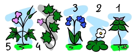 Les 5 fleurs sauvages les plus swag au jardin ! (printemps) | GREENEYES | Scoop.it