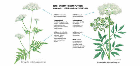 Koiranputki, vuohenputki vai myrkkykeiso? | 1Uutiset - Lukemisen tähden | Scoop.it