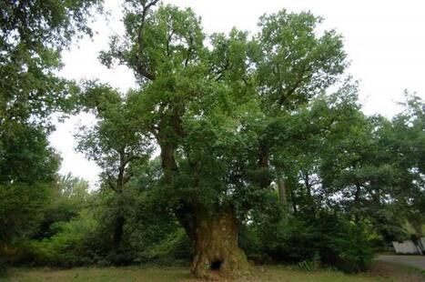 Un &eacute;t&eacute; dans les Landes. &Agrave; Lu&euml;, du haut de ses 21 m&egrave;tres, l&rsquo;imposant ch&ecirc;ne de Cantaure contribue &agrave; l&rsquo;&eacute;quilibre de la for&ecirc;t | Landes | Scoop.it