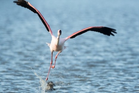 Camargue - La vie des flamants roses, épisode 1/10 : la piste de décollage | Camargue Nature | Scoop.it