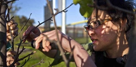 Transformer les arbres municipaux en distributeurs de cerises | SoonSoonSoon.com | Ces infos qui nous font du bien | Scoop.it